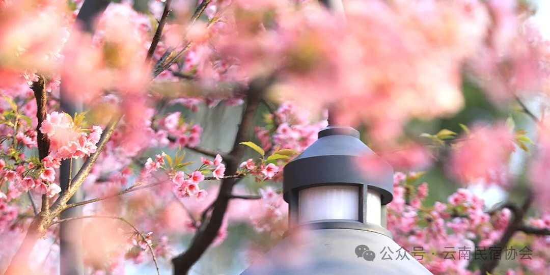 一亿游客撑起的民宿泡沫
