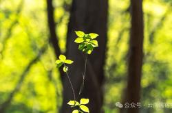 不断崛起的数字移民对民宿行业发展促进和正向可能