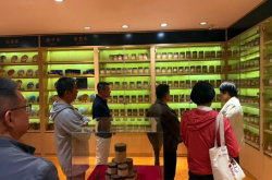 以茶为媒 以宿为桥——勐海农文旅融合考察行