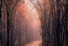 协会会员组织架构