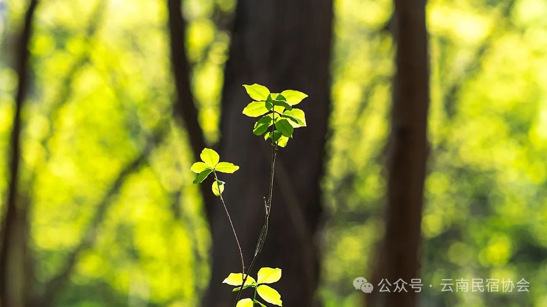民宿游学课程火爆